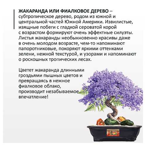 бонсай: секреты формирования и ухода за миниатюрными деревьями